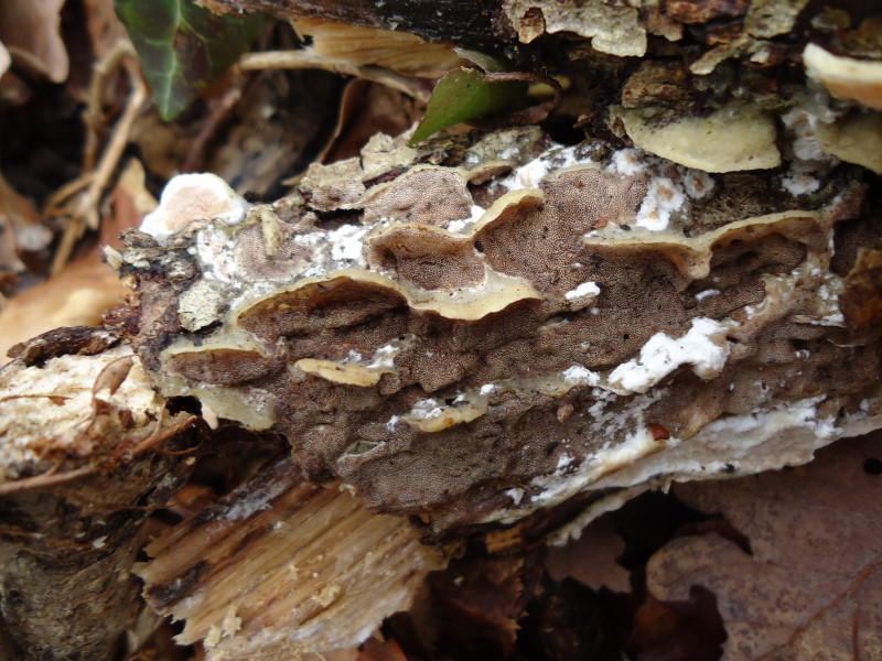 Gloeoporus dichrous